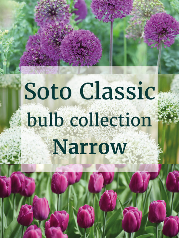 Soto Classic - Bulb Collection - Narrow